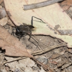 Evaniidae (family) at O'Connor, ACT - 1 Nov 2018 11:13 AM