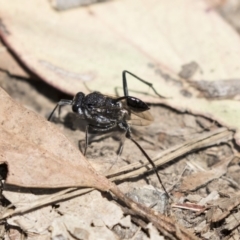 Evaniidae (family) at O'Connor, ACT - 1 Nov 2018 11:13 AM