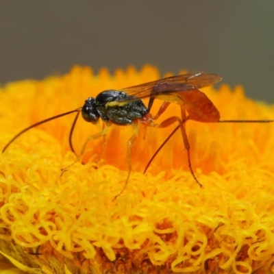 Heteropelma scaposum (Two-toned caterpillar parasite wasp) at Acton, ACT - 30 Oct 2018 by TimL