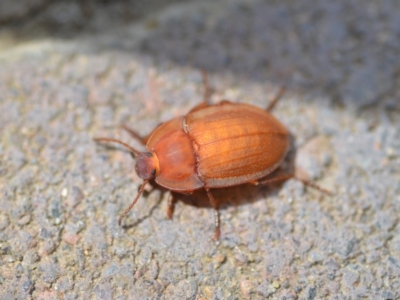 Celibe rugosipennis (Pie-dish beetle) at Wamboin, NSW - 28 Oct 2018 by natureguy