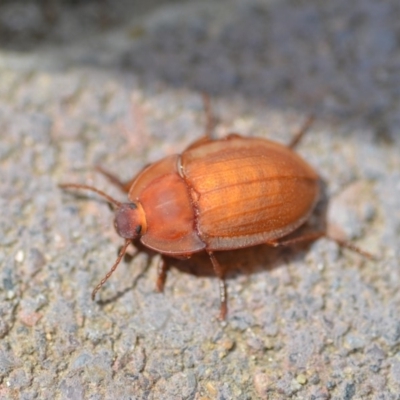 Celibe rugosipennis (Pie-dish beetle) at Wamboin, NSW - 28 Oct 2018 by natureguy