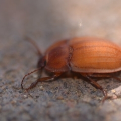 Celibe rugosipennis at Wamboin, NSW - 28 Oct 2018