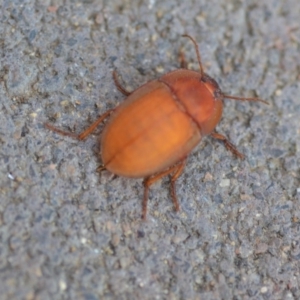 Celibe rugosipennis at Wamboin, NSW - 28 Oct 2018