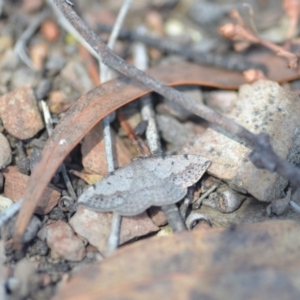 Taxeotis intextata at Wamboin, NSW - 27 Oct 2018 05:35 PM