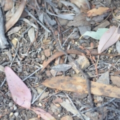 Taxeotis intextata at Wamboin, NSW - 27 Oct 2018 05:35 PM