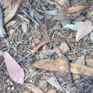 Taxeotis intextata at Wamboin, NSW - 27 Oct 2018 05:35 PM