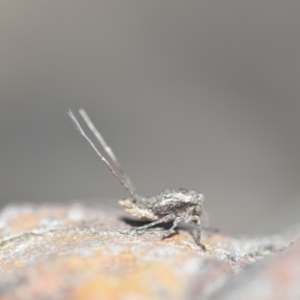 Platybrachys decemmacula at Wamboin, NSW - 27 Oct 2018