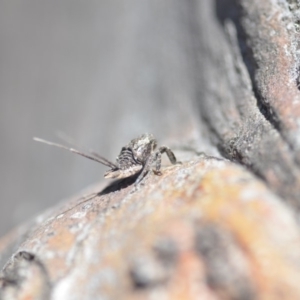 Platybrachys decemmacula at Wamboin, NSW - 27 Oct 2018 05:29 PM