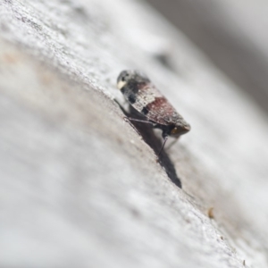 Platybrachys decemmacula at Wamboin, NSW - 27 Oct 2018 05:28 PM