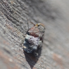 Platybrachys decemmacula at Wamboin, NSW - 27 Oct 2018 05:28 PM