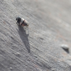 Platybrachys decemmacula at Wamboin, NSW - 27 Oct 2018