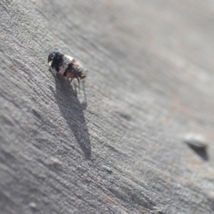 Platybrachys decemmacula at Wamboin, NSW - 27 Oct 2018 05:28 PM