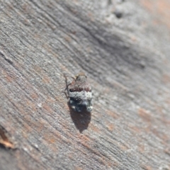 Platybrachys decemmacula at Wamboin, NSW - 27 Oct 2018