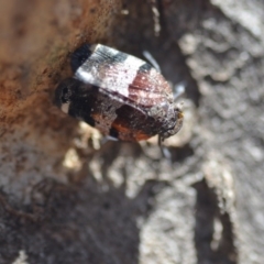 Platybrachys decemmacula at Wamboin, NSW - 27 Oct 2018