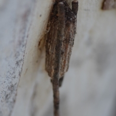 Clania ignobilis (Faggot Case Moth) at Wamboin, NSW - 27 Oct 2018 by natureguy