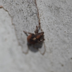 Gonipterus sp. (genus) at Wamboin, NSW - 27 Oct 2018 02:05 PM