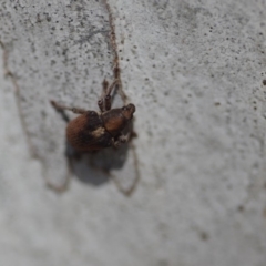 Gonipterus sp. (genus) at Wamboin, NSW - 27 Oct 2018 02:05 PM