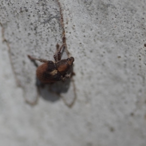 Gonipterus sp. (genus) at Wamboin, NSW - 27 Oct 2018 02:05 PM