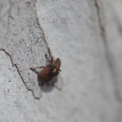 Gonipterus sp. (genus) at Wamboin, NSW - 27 Oct 2018 02:05 PM
