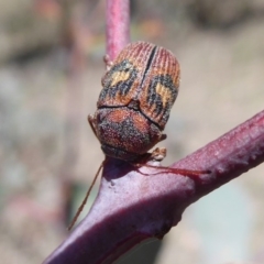 Cadmus (Cadmus) crucicollis (Leaf beetle) at Symonston, ACT - 30 Oct 2018 by Christine