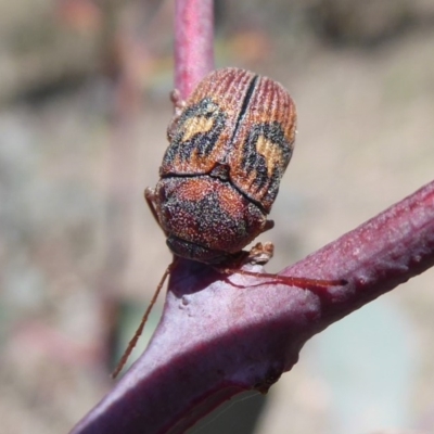 Cadmus (Cadmus) crucicollis (Leaf beetle) at Symonston, ACT - 31 Oct 2018 by Christine