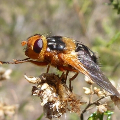 Microtropesa sp. (genus) (Tachinid fly) at Hackett, ACT - 30 Oct 2018 by Christine