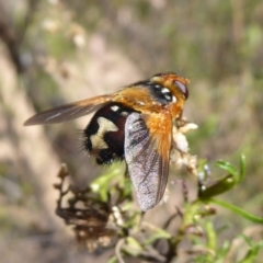 Microtropesa sp. (genus) at Hackett, ACT - 31 Oct 2018 09:15 AM