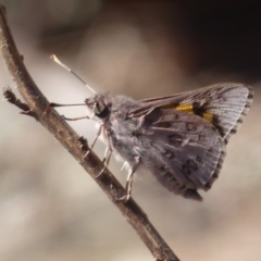 Trapezites phigalioides at Majura, ACT - 31 Oct 2018