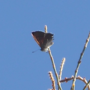 Acrodipsas aurata at Ainslie, ACT - suppressed