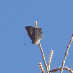 Acrodipsas aurata at Ainslie, ACT - suppressed