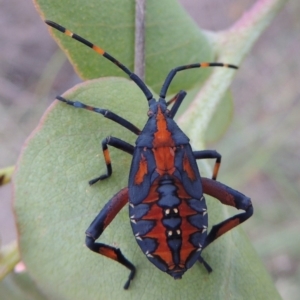 Amorbus sp. (genus) at Paddys River, ACT - 12 Jan 2015