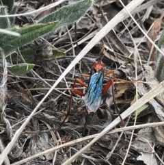 Lissopimpla excelsa (Orchid dupe wasp, Dusky-winged Ichneumonid) at Hall, ACT - 1 Nov 2018 by PeterR