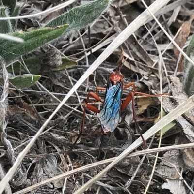 Lissopimpla excelsa (Orchid dupe wasp, Dusky-winged Ichneumonid) at Hall Cemetery - 1 Nov 2018 by PeterR