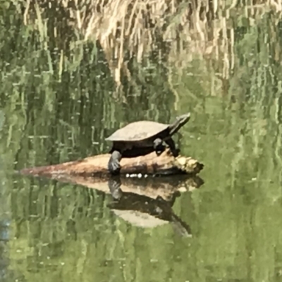Emydura macquarii (Macquarie Turtle) at Acton, ACT - 31 Oct 2018 by PeterR