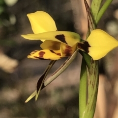 Diuris sulphurea (Tiger Orchid) at Mount Taylor - 30 Oct 2018 by PeterR