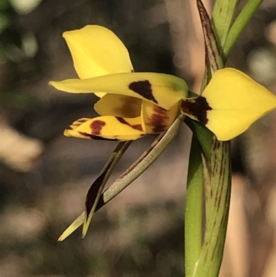 Diuris sulphurea (Tiger Orchid) at Mount Taylor - 30 Oct 2018 by PeterR