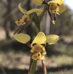 Diuris sulphurea at Kambah, ACT - suppressed