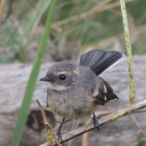 Rhipidura albiscapa at Bullen Range - 1 Nov 2018 07:38 PM