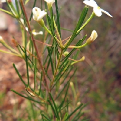 Ricinocarpos pinifolius (Wedding Bush) at Tura Beach, NSW - 31 Oct 2018 by isopogon