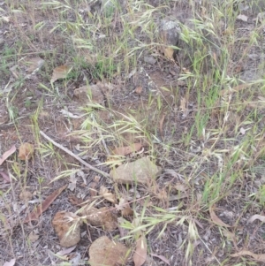 Bromus diandrus at Griffith, ACT - 29 Oct 2018 12:00 AM