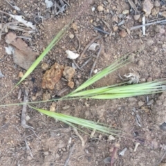 Bromus diandrus at Griffith, ACT - 29 Oct 2018 12:00 AM