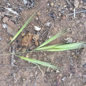 Bromus diandrus at Griffith, ACT - 29 Oct 2018 12:00 AM