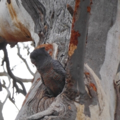 Callocephalon fimbriatum (Gang-gang Cockatoo) at Hughes, ACT - 1 Nov 2018 by JackyF