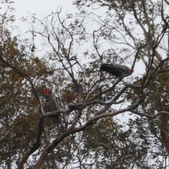 Callocephalon fimbriatum (Gang-gang Cockatoo) at Federal Golf Course - 2 Nov 2018 by JackyF