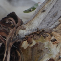 Apis mellifera (European honey bee) at Hughes, ACT - 1 Nov 2018 by JackyF