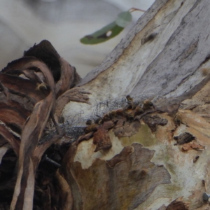 Apis mellifera at Hughes, ACT - 2 Nov 2018 08:40 AM