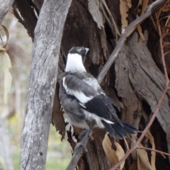 Gymnorhina tibicen (Australian Magpie) at Hughes, ACT - 1 Nov 2018 by JackyF