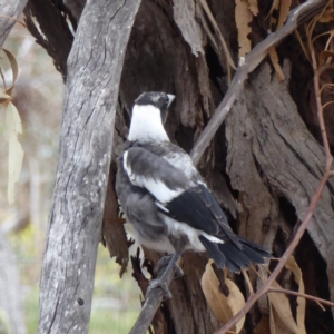 Gymnorhina tibicen at Hughes, ACT - 2 Nov 2018