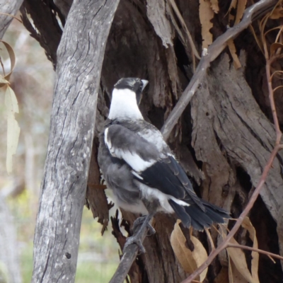 Gymnorhina tibicen (Australian Magpie) at Hughes, ACT - 1 Nov 2018 by JackyF