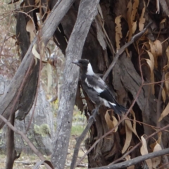 Gymnorhina tibicen at Hughes, ACT - 2 Nov 2018